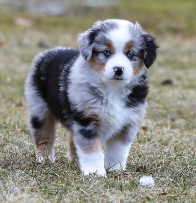 Mini australian shepherd puppies 2024 for sale under $200